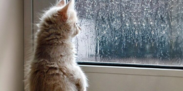 Київ цілий день заливатимуть дощі