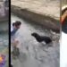 собака