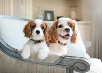 Як обрати корм для собак малих порід?