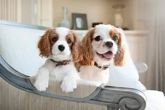 Як обрати корм для собак малих порід?