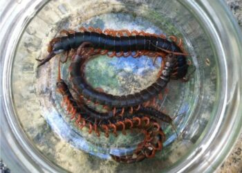 Агресивні багатоніжки захоплюють південь України