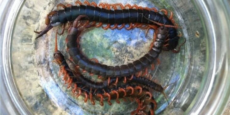 Агресивні багатоніжки захоплюють південь України