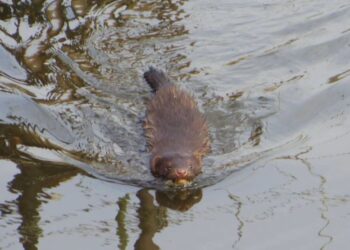 Американська норка загрожує біорізноманіттю