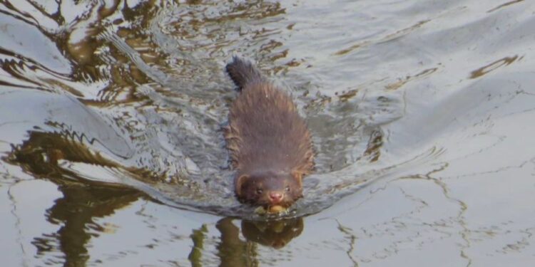 Американська норка загрожує біорізноманіттю