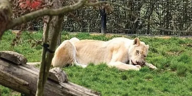 Леви знайшли прихисток у британському заповіднику
