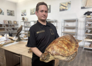 Митники зупинили спробу незаконного вивезення черепах