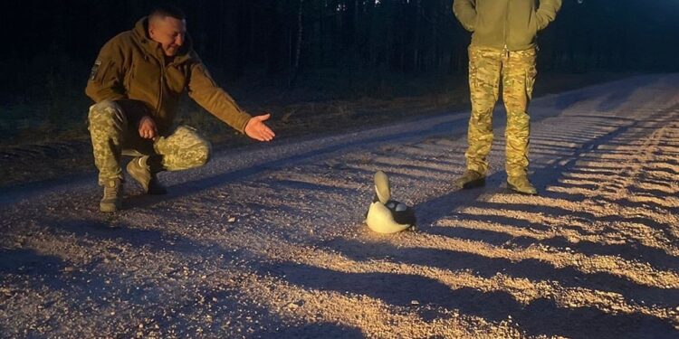 Прикордонники Житомирщини врятували рідкісну гагару