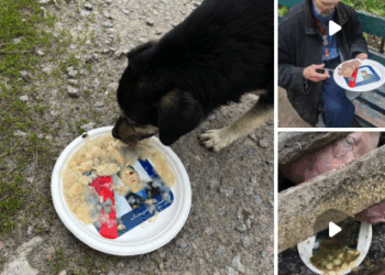 На росії тарілки з портретами «героїв СВО» пішли для свиней: соцмережі вибухнули сарказмом