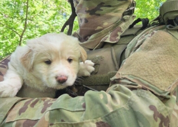 Пес Полкан і його малюки підтримують захисників