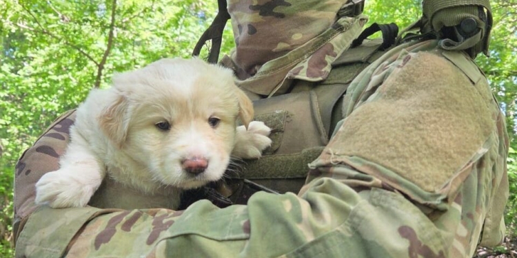 Пес Полкан і його малюки підтримують захисників