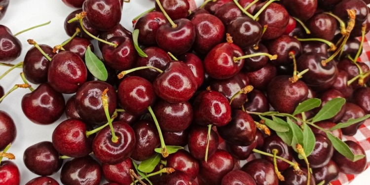 черешні