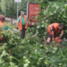 Буревій у Києві повалив десятки дерев