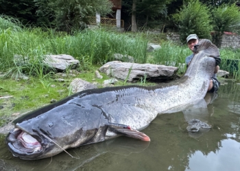 У Чехії рибалка встановив національний рекорд, спіймавши гігантського сома
