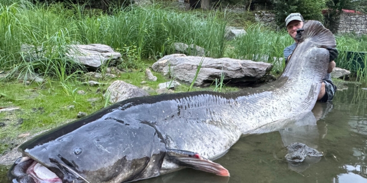 У Чехії рибалка встановив національний рекорд, спіймавши гігантського сома