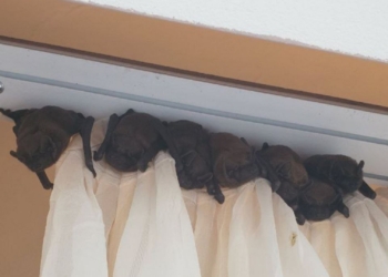 Зоозахисники попереджають – почалася сезонна міграція кажанів