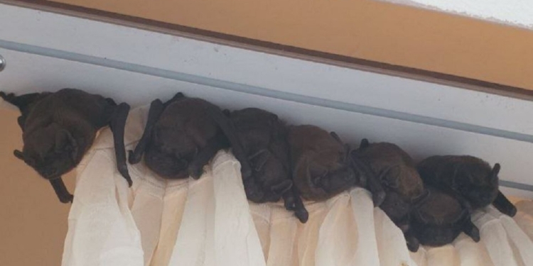 Зоозахисники попереджають – почалася сезонна міграція кажанів