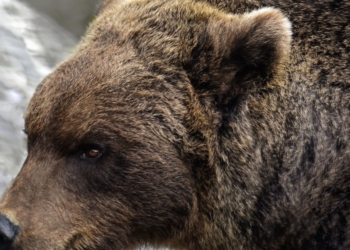 У США чоловік голіруч рятував собаку від ведмедя