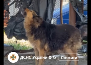 Собака Джессі знайшла родину