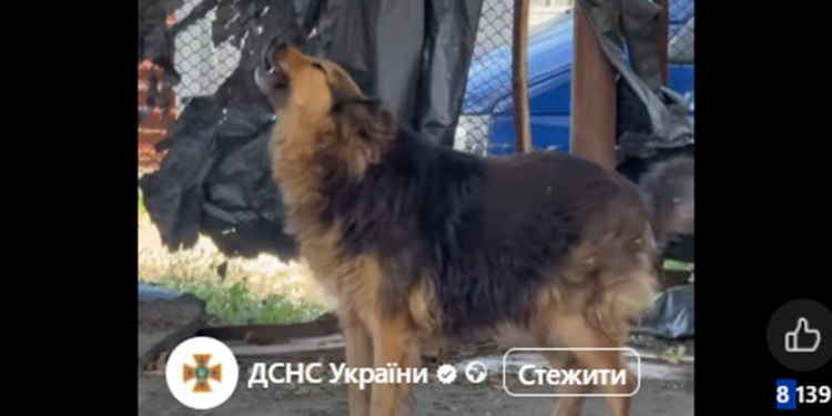 Собака Джессі знайшла родину
