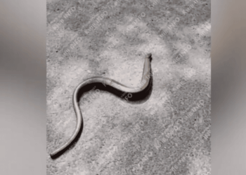 У парку Києва помітили змію