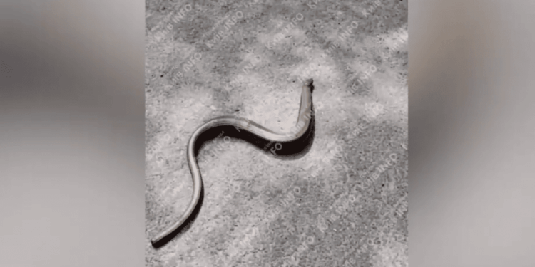 У парку Києва помітили змію