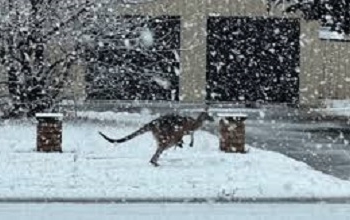 В Австралії випав аномальний сніг