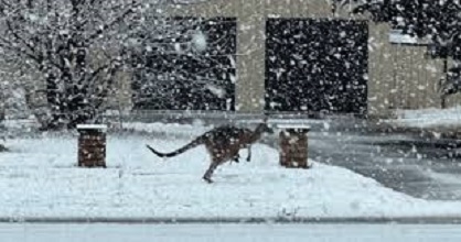 В Австралії випав аномальний сніг