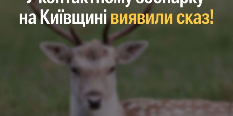 олень