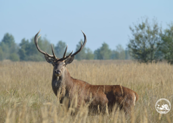 У оленів в Чорнобильському заповіднику розпочався шлюбний період