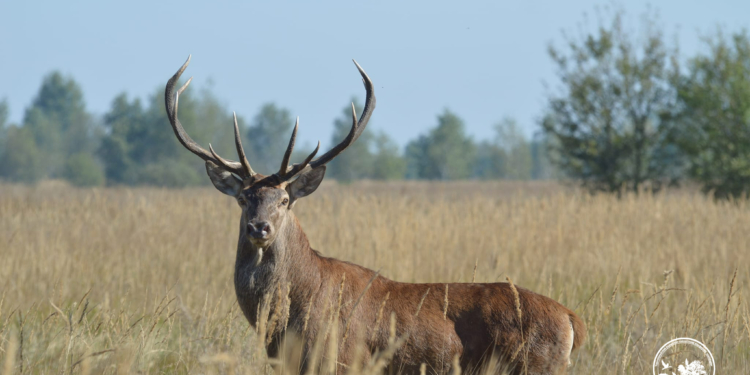 У оленів в Чорнобильському заповіднику розпочався шлюбний період