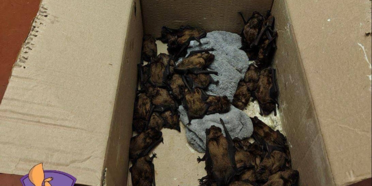 У Києві зграя кажанів залетіла в квартиру