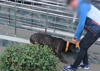 Чоловік бив свою собаку посеред вулиці