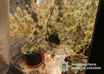 Кияни вирощували канабіс у гаражі