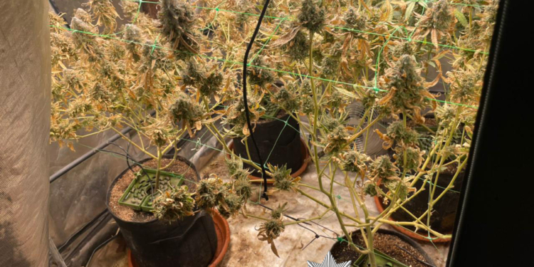 Кияни вирощували канабіс у гаражі