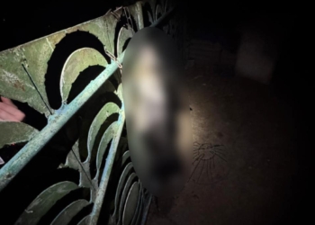 На Київщині нелюд замордував собаку