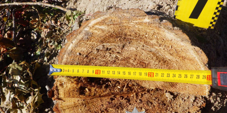 На прибережній зоні Русанівської протоки незаконне будівництво