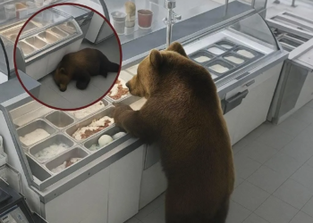 Ведмідь у США вдерся до магазину морозива