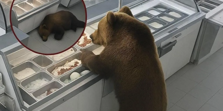 Ведмідь у США вдерся до магазину морозива