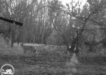 Унікальний момент із життя дикої природи зафіксували в Чорнобильському заповіднику