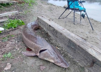 Рибалка впіймав осетра, який вважався давно зниклим