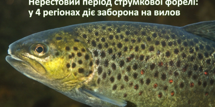 форель
