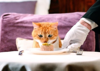 дієтичний корм для котів