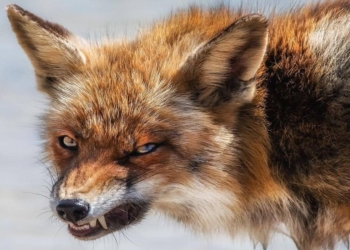 У Голосіївському районі Києва запроваджено карантинні обмеження через скажену лисицю