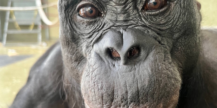 Мавпа розпізнала уявні предмети