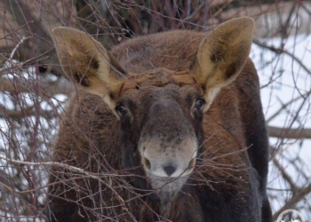 Весняна «усмішка» з Чорнобиля
