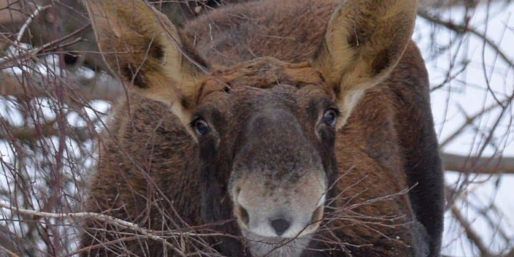 Весняна «усмішка» з Чорнобиля