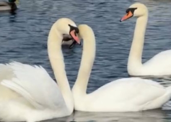 Шлюбний танок лебедів об’єднав українців у мережі