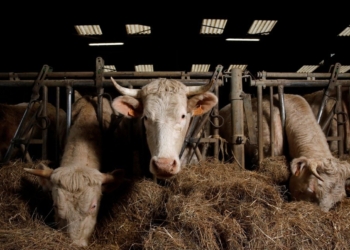 Вірус поза цензурою: як Росія перетворює ящур на транскордонну катастрофу