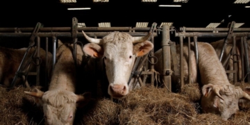 Вірус поза цензурою: як Росія перетворює ящур на транскордонну катастрофу