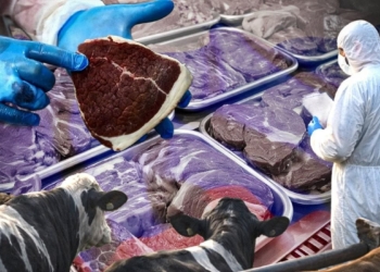 У Росії масово знищують господарства з худобою